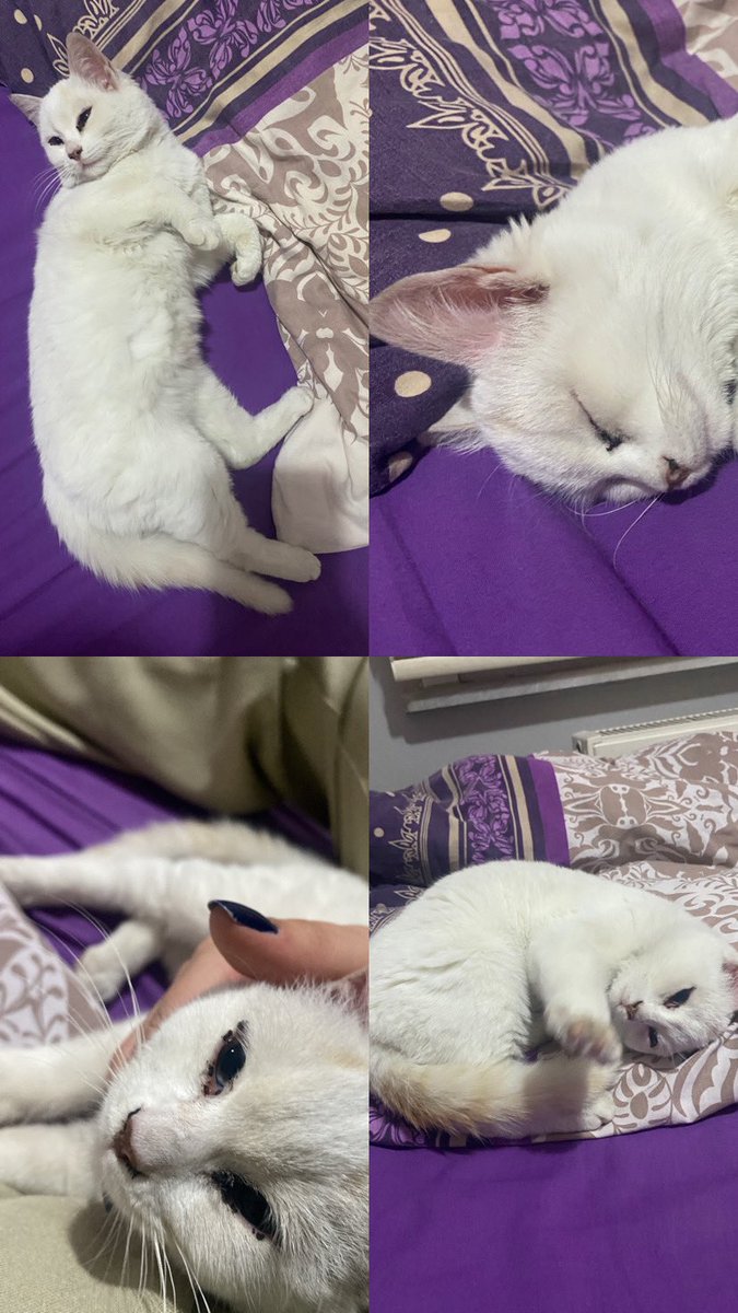 Acil kedi sahiplendirme Kocaeli/Gebze
#sahiplendirme #kedi #gebze