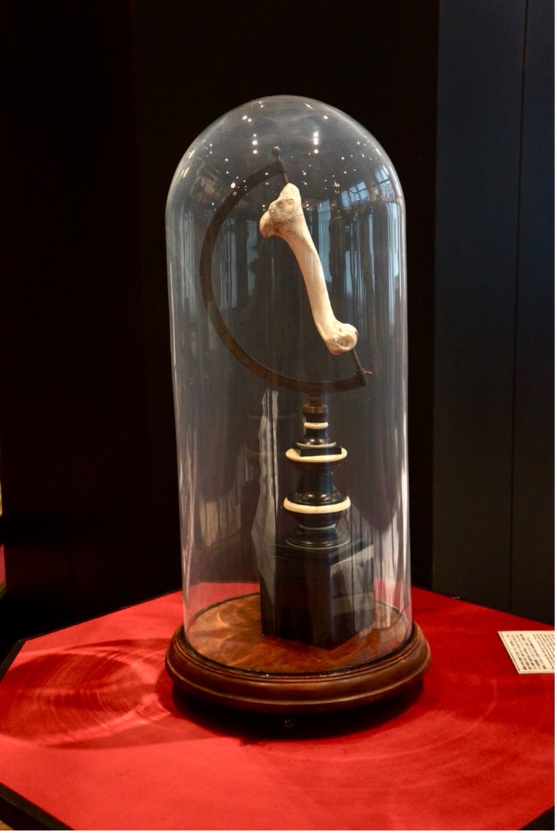 当館の方針である「アート＆サイエンス」の象徴みたいな標本。古い地球儀のフレームにヤギの上腕骨が取り付けてあります。

This specimen is a symbol of the Intermediatheque's philosophy of "Art &amp; Science." A goat's humerus is attached to the frame of an old globe. 

 #Intermediatheque