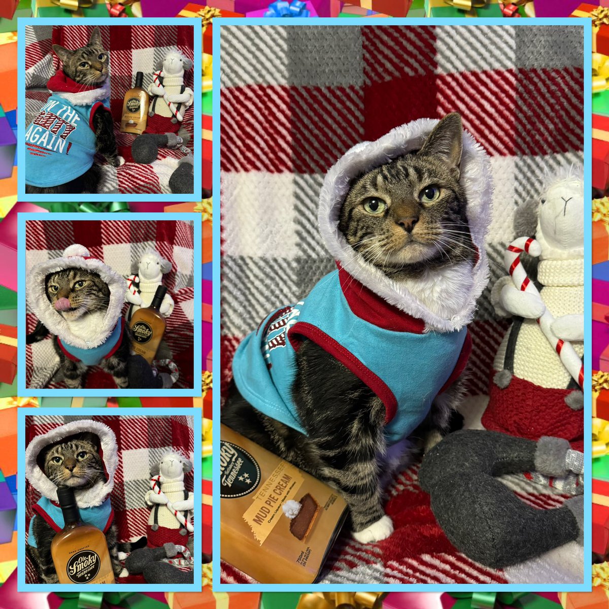 YellowRoseOfTX1's tweet photo. On the fourth day of #Bobmas my Meowmy gave to me 4 tasty treats!

#12daysofBobmas #12daysofchristmas #christmas  #meowycatmas #christmas2024 #CatsOfTwitter https://t.co/BYkjVPIMff