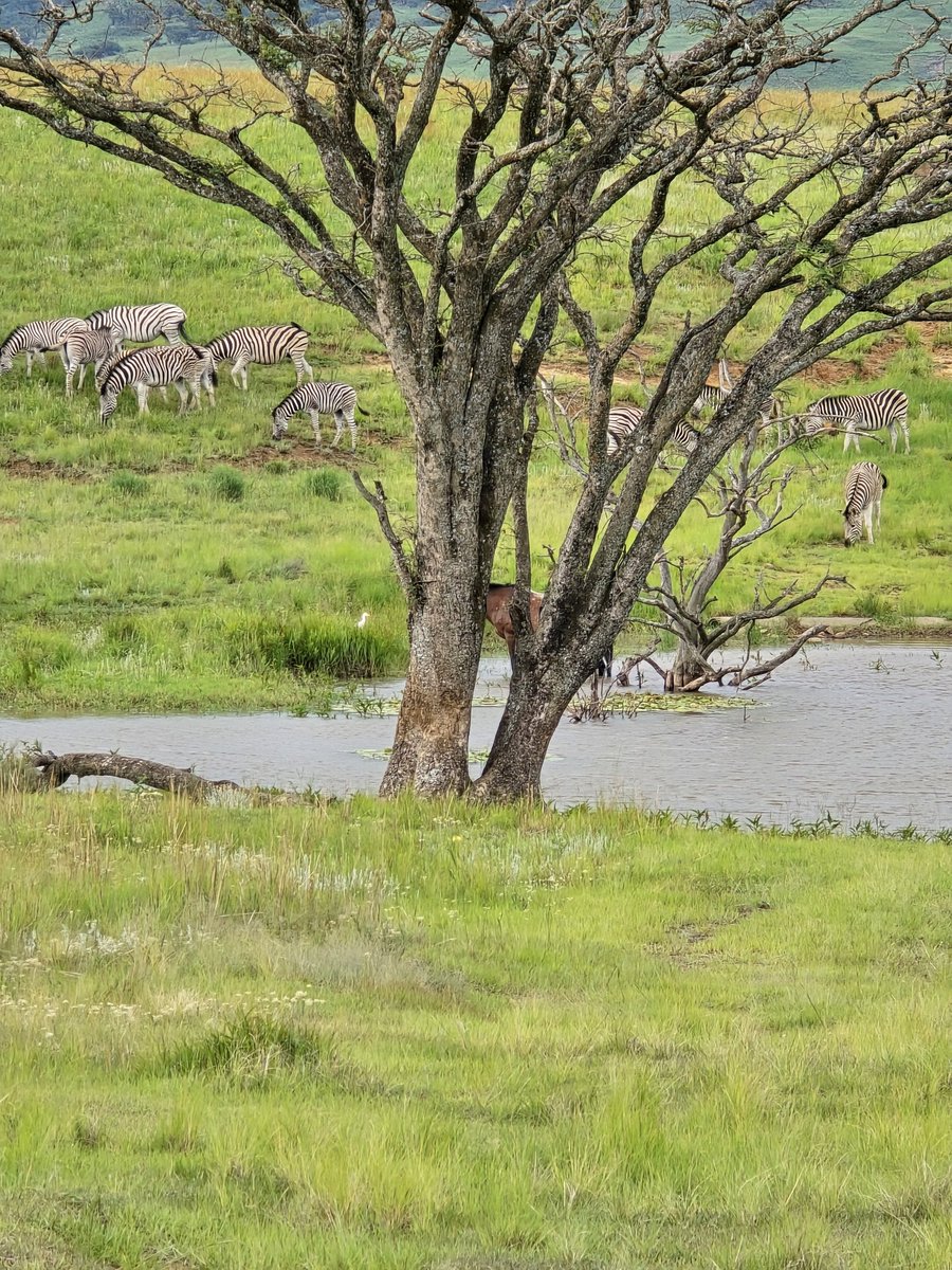 berghouse's tweet image. Spot the horse, can you see it? A herd of Zebra graze peacefully alongside a watering hole in the Drakensberg mountains, next to the Eland trail at the Berghouse and Cottages Northern Drakensberg. 
berghouse.co.za 
.
.
.
#nature #explore #freetrails #northerndrakensberg