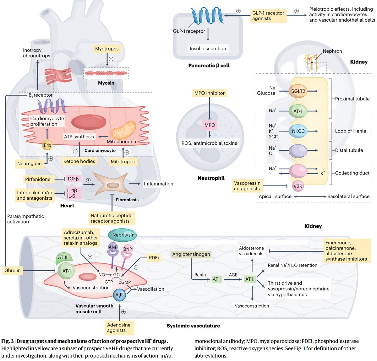 Leila Haghighat, MD MPhil (@leilahaghighat) on Twitter photo Curious about new heart failure drugs in the pipeline? š <a href="/colettedejong/">Colette DeJong</a> @jteerlinkmd and I discuss them in our review paper, along with currently approved drugs.
Out in <a href="/NatureCVR/">Nature Cardiovascular Research</a> this month: nature.com/articles/s4416⦠Curious about new heart failure drugs in the pipeline? š <a href="/colettedejong/">Colette DeJong</a> @jteerlinkmd and I discuss them in our review paper, along with currently approved drugs.
Out in <a href="/NatureCVR/">Nature Cardiovascular Research</a> this month: nature.com/articles/s4416ā¦
