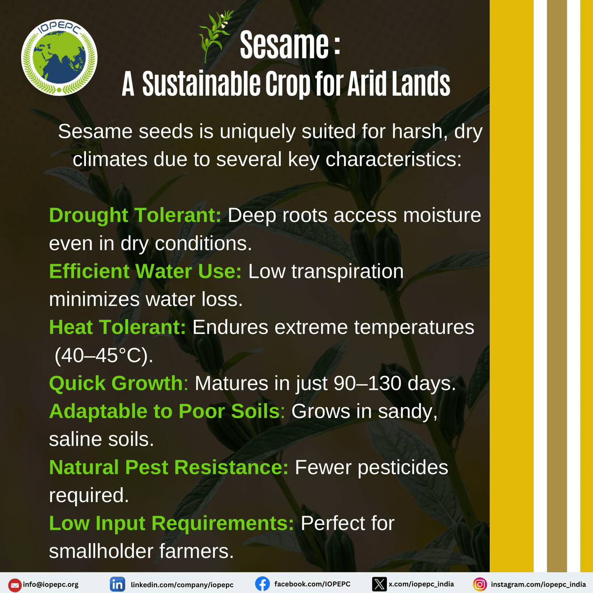 iopepc_india's tweet photo. "Sesame: A resilient crop for a sustainable future! 🌱 Supporting smallholder farmers, food security, and climate action."
#SDGs #ZeroHunger #NoPoverty #ClimateAction #SesamePower #SustainableAgriculture #ResilientCrops https://t.co/FtfxjFQzKQ