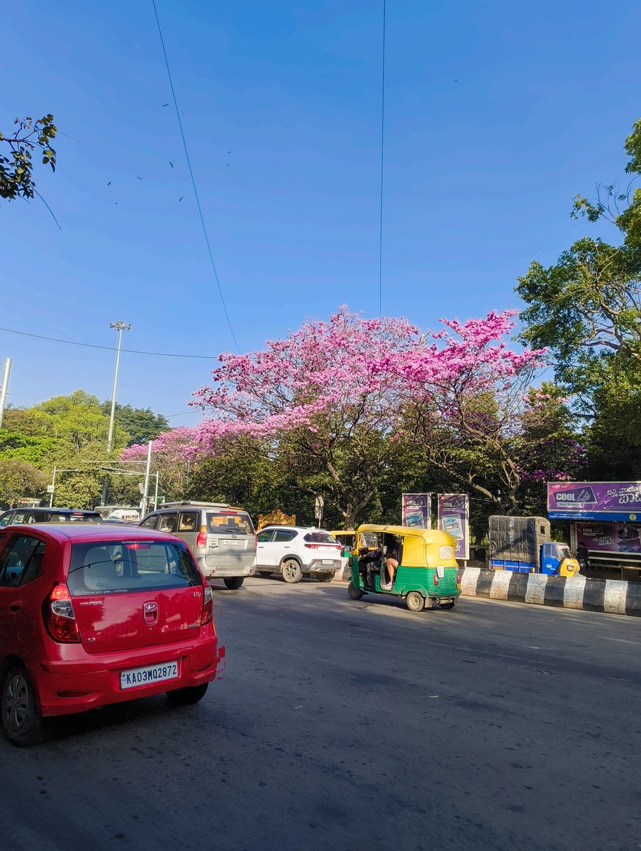 shobhitic's tweet photo. friends, go to cubbon park asap https://t.co/A6HEXb2hmu