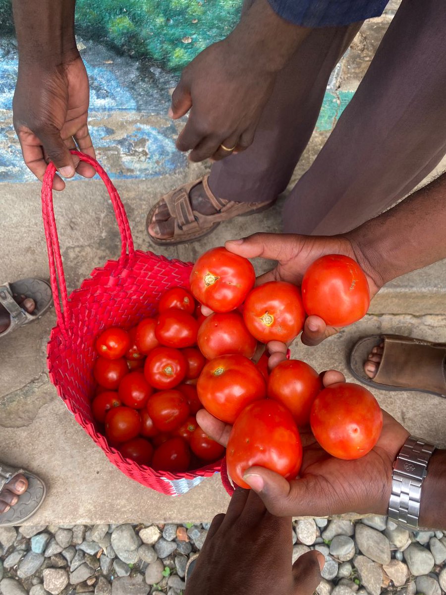 RuboniVillage's tweet photo. Ruboni Community camp manager appreciating organically grown tomatoes by the farmers women cooperative. If you stay in #RuboniVillage, you eat healthy, support women and support environment  conservation. #nyakalengijo https://t.co/m7hQ08ZS4J