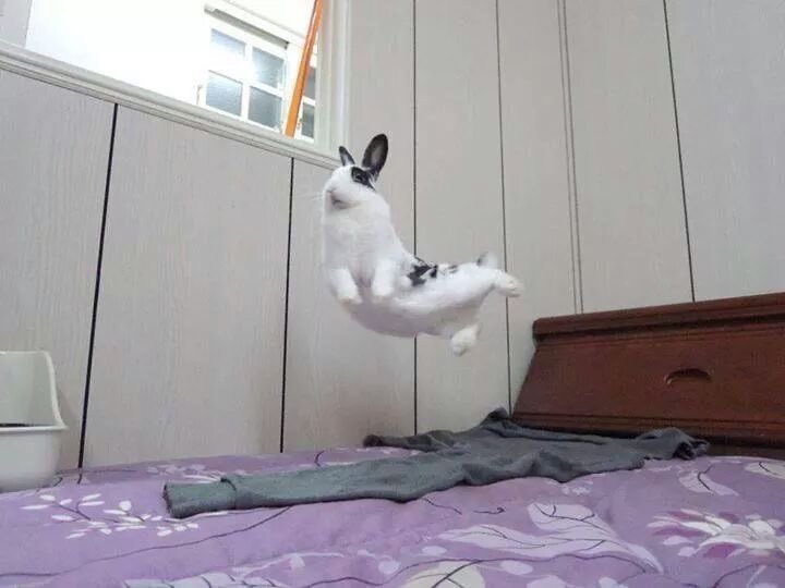 Bunnies's tweet image. 