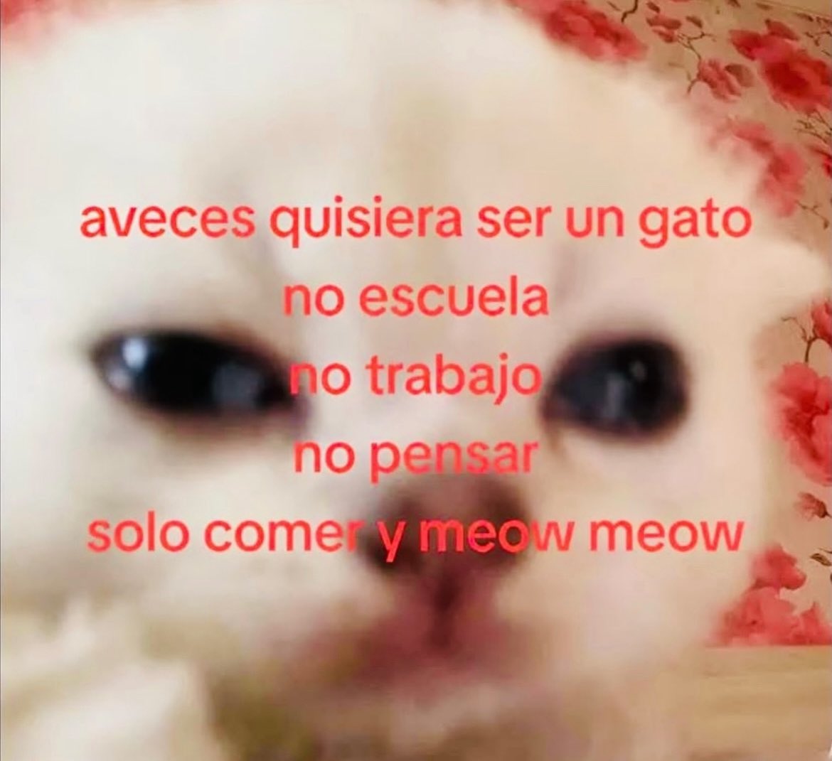 GatitoDepresion's tweet photo. https://t.co/zIFtMCEfid