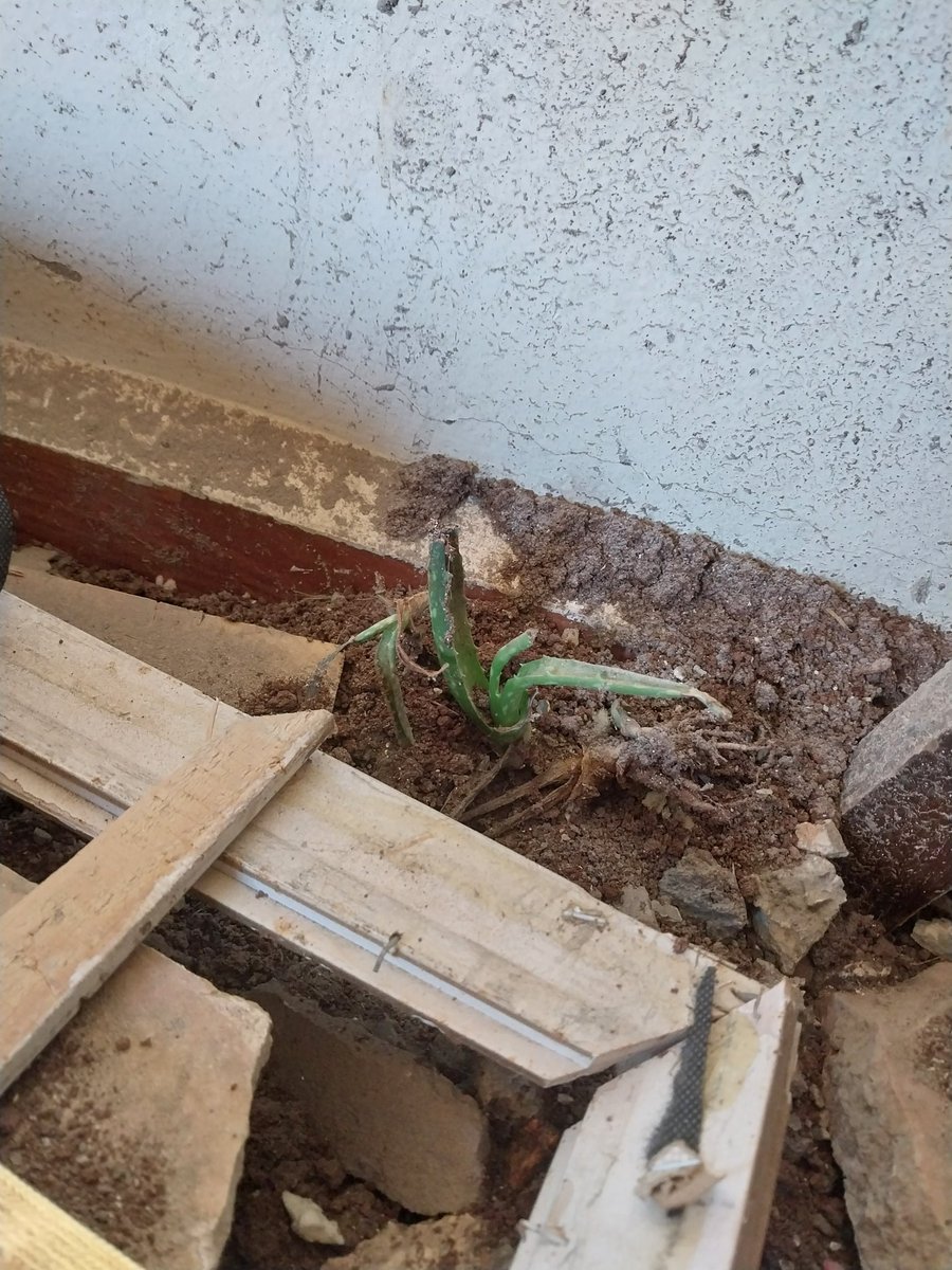 من تحت الركام نهضت وردتي للحياة من جديد
#صباح_الخير