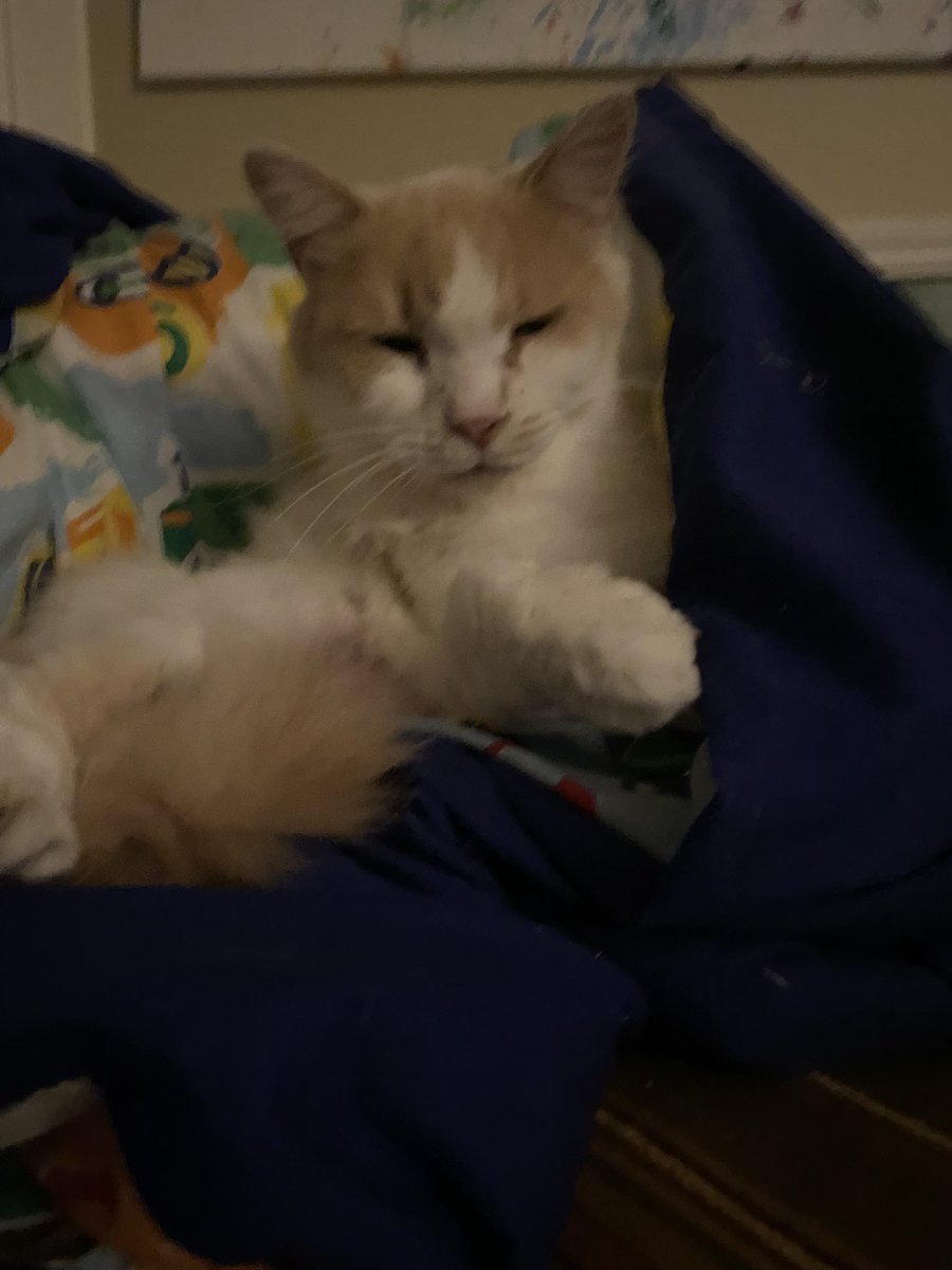 AwmTitan's tweet photo. Floof☺️ https://t.co/GgRs4qh2DR