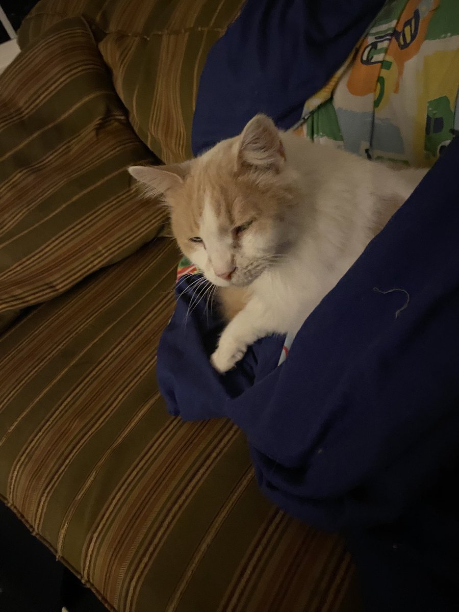 AwmTitan's tweet photo. Floof☺️ https://t.co/GgRs4qh2DR