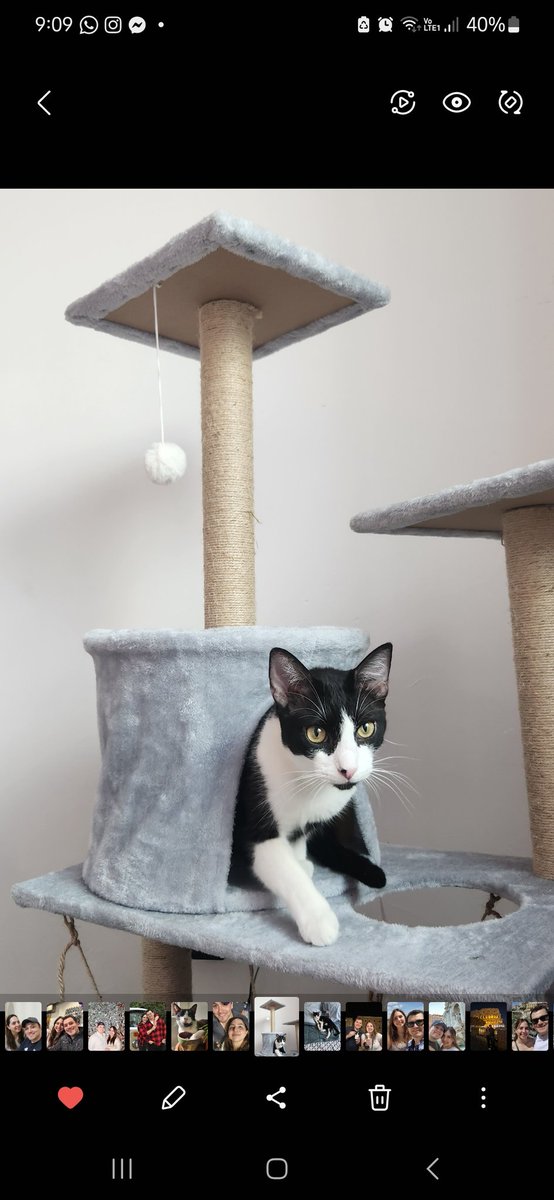 aniecampos's tweet photo. SE BUSCA MI GATO CARSON

Perdido en Real del Valle Santa Catarina NL

Es un gato grande, alto, esterilizado, pesa alrededor de 5.5 kg. Color negro y blanco (tuxedo) tiene ojos amarillos. Maúlla poco y tiene más de 2 años. Tiene un lunar negro en la naricita rosa. https://t.co/ABDu5gVhG0