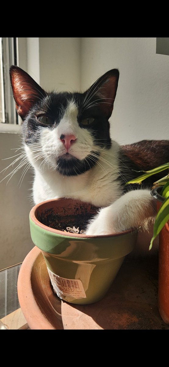 aniecampos's tweet photo. SE BUSCA MI GATO CARSON

Perdido en Real del Valle Santa Catarina NL

Es un gato grande, alto, esterilizado, pesa alrededor de 5.5 kg. Color negro y blanco (tuxedo) tiene ojos amarillos. Maúlla poco y tiene más de 2 años. Tiene un lunar negro en la naricita rosa. https://t.co/ABDu5gVhG0