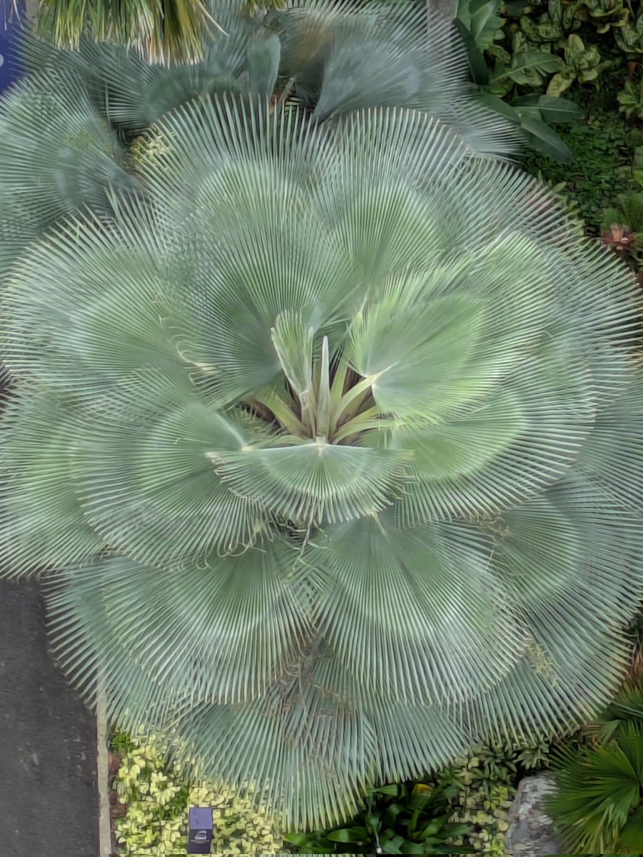 The Supertree Observatory offered some beautiful perspectives on the palms below.