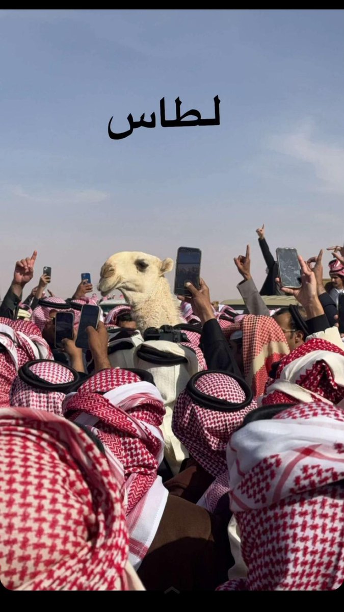 لطاس مشاءالله مالكه / تركي ابو حرابه المرشدي #GranHermano #مجلس_الصياهد #البل