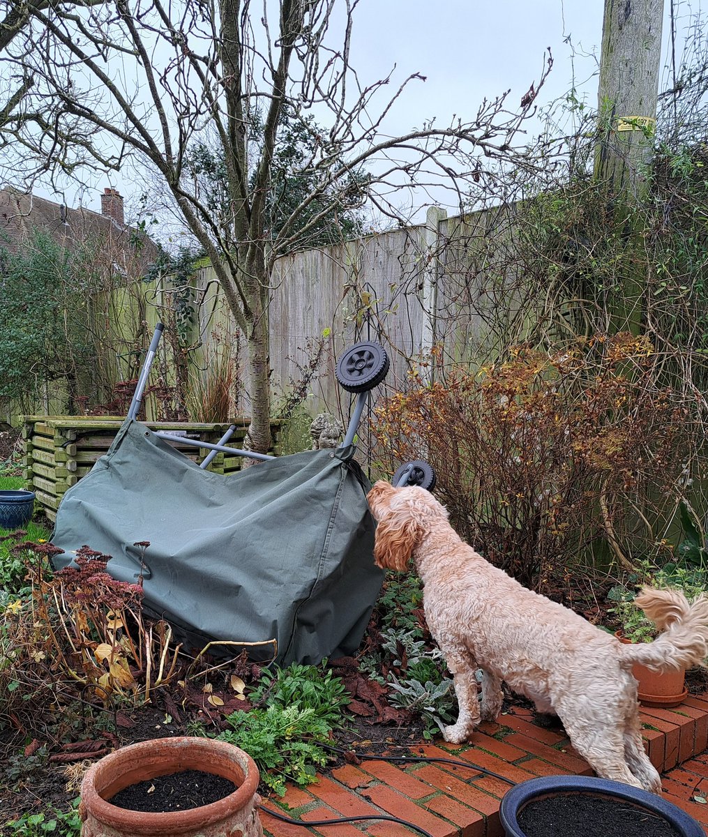 DCockapoo's tweet image. Maybe it&apos;s a bit too windy for a bbq?