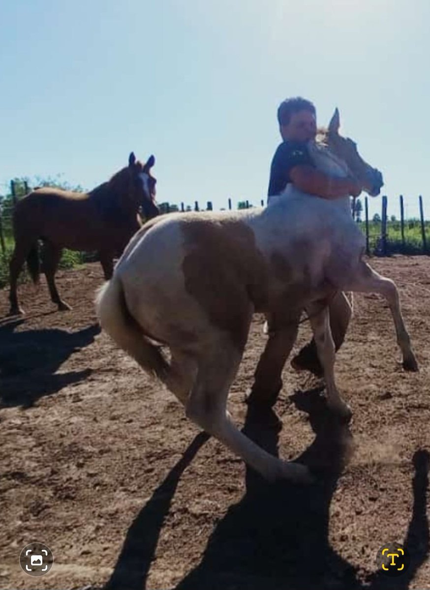 Potranca de 3 meses ....ta'aromby  cruce entre cuarto de milla y hourse praint