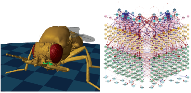 Pavan Ramdya tweet media
