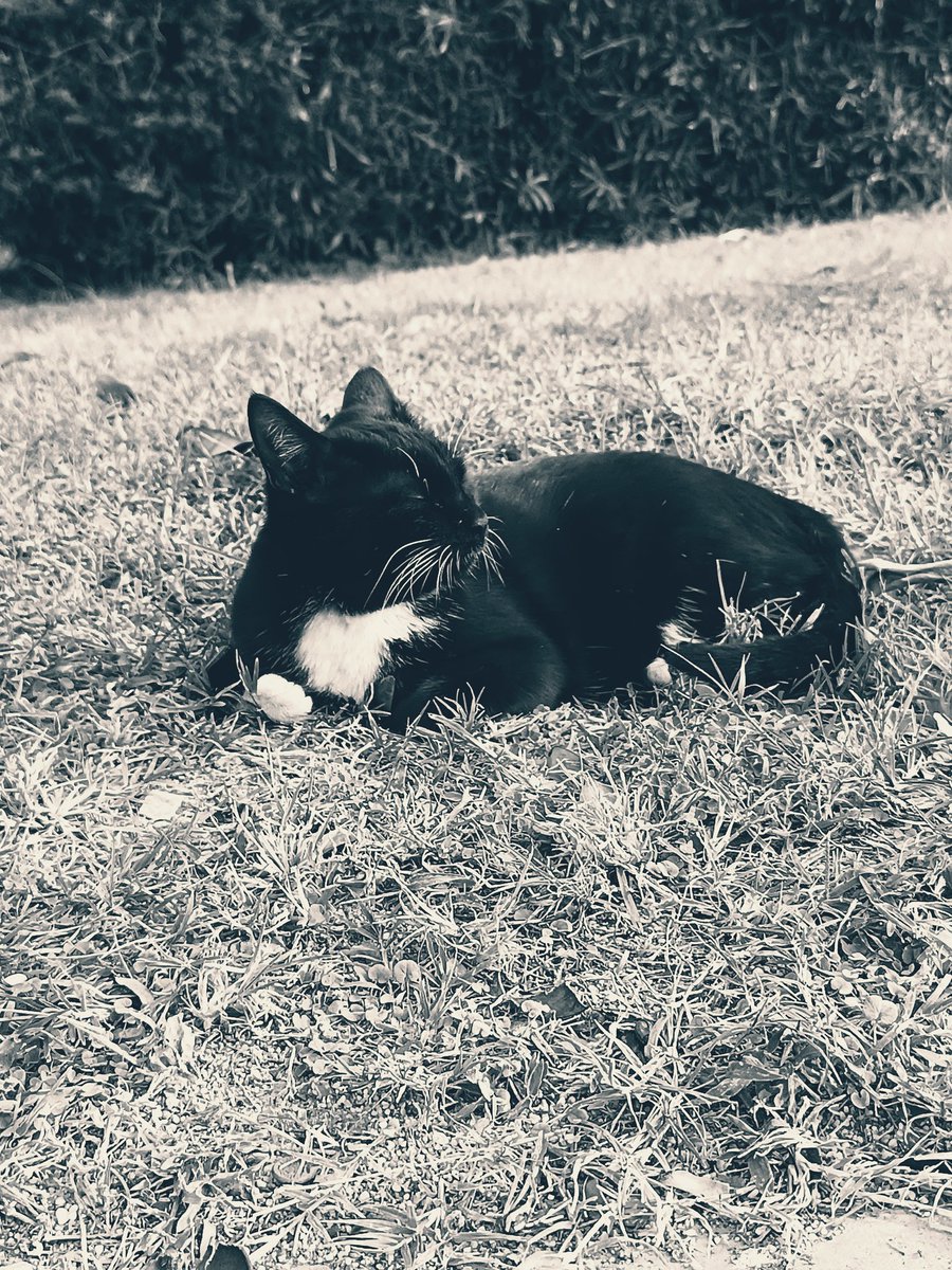 Nata_Darlex🕊️ tweet media