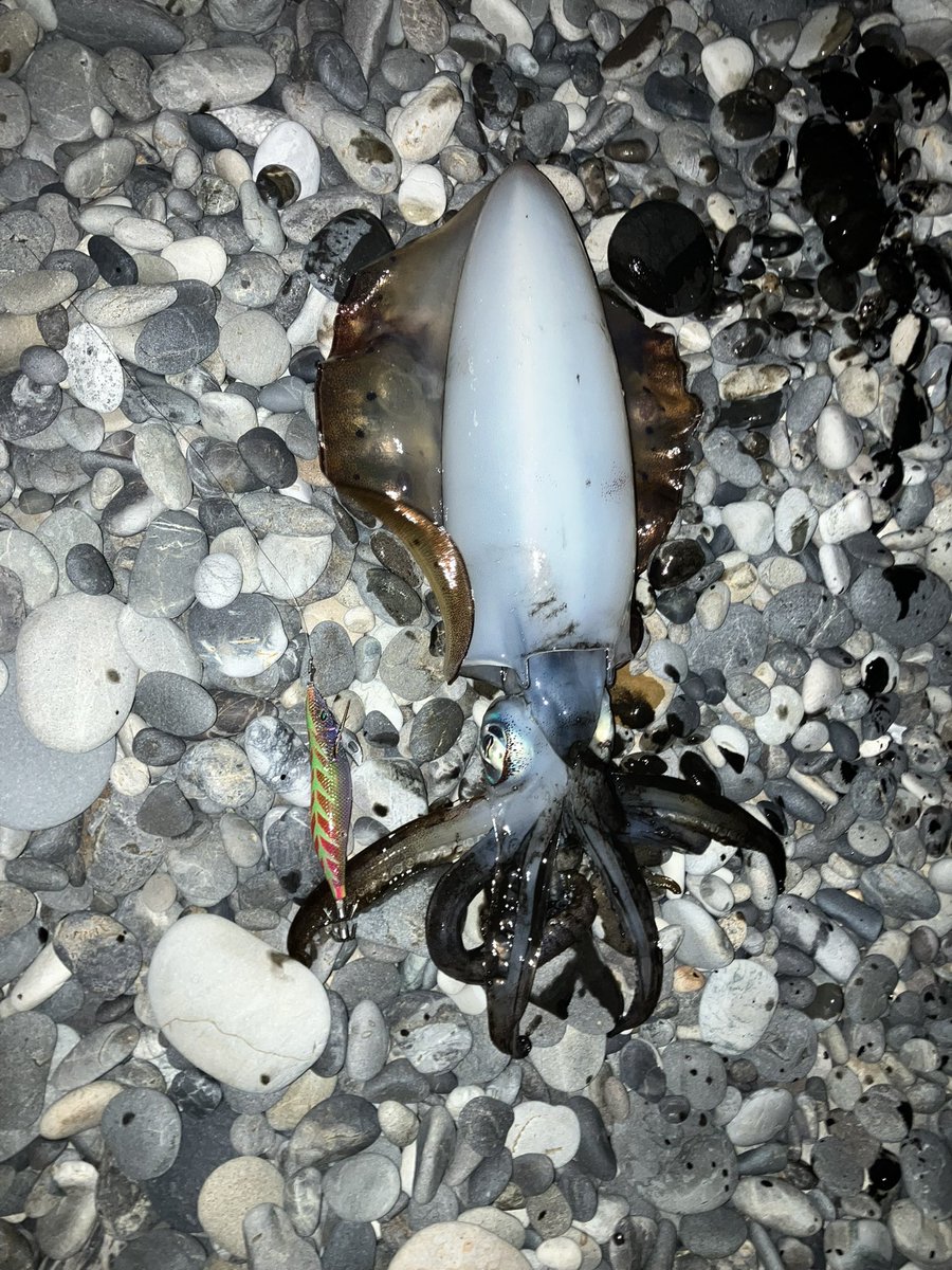 浦島太郎 tweet media