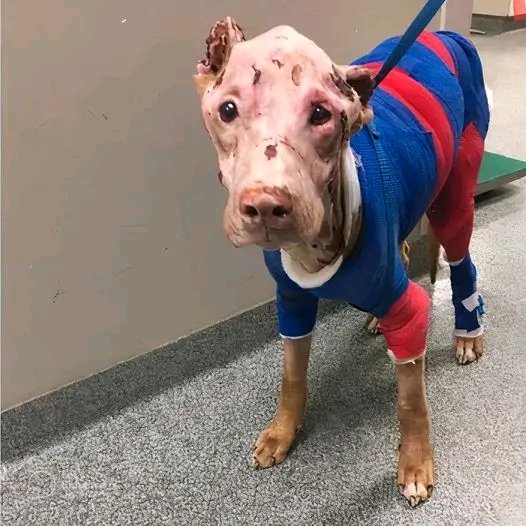 justpets__'s tweet photo. I'm sick 😔😔 I need your love and prayers 💔🙏 https://t.co/hvufyMQxez