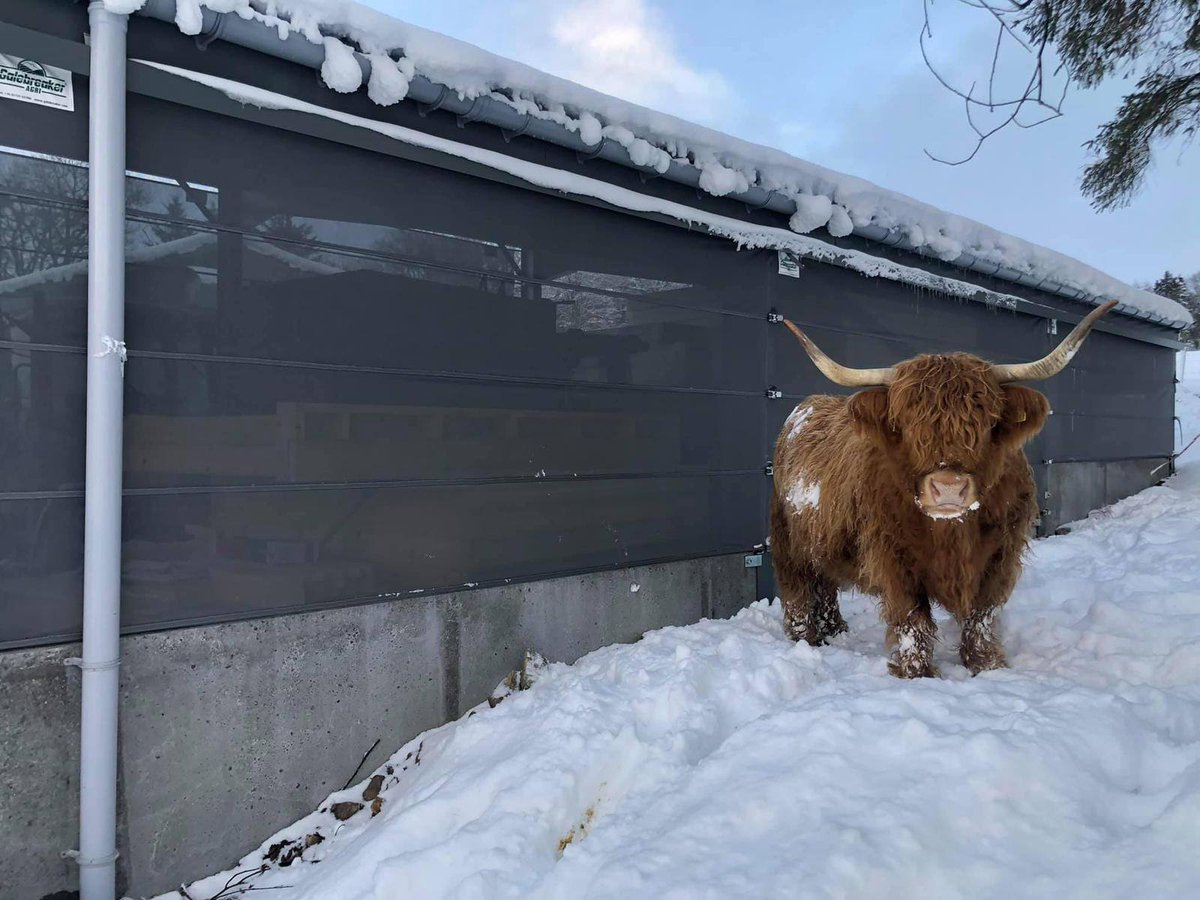 Festive scenes from one of our customers. 
 
A huge thank you to B &amp; G Beverly Joiners Ltd for the excellent installation and for capturing this moment of Clover in action. 

#Galebreaker #CattleHousing #QualityControlCowtrol #CloverApproved