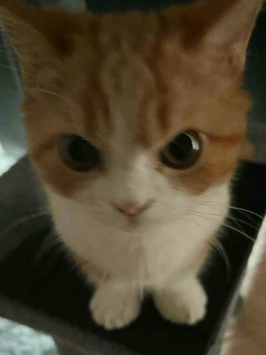 강아쮜냥이˙ᵕ˙ tweet media