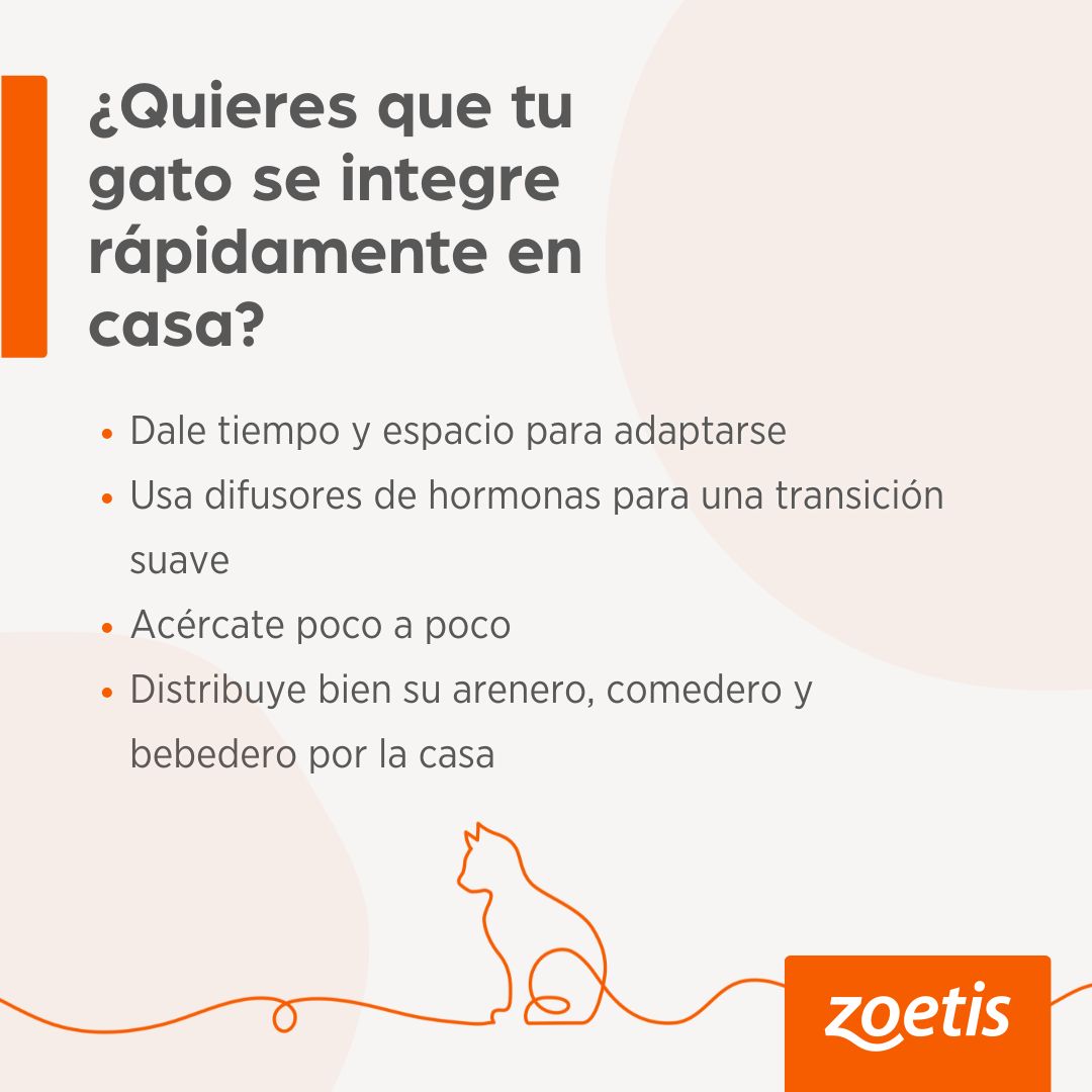 La llegada de un nuevo miembro felino a la familia es emocionante, pero también puede ser un desafío para él. Te dejamos algunos tips clave que pueden ayudar a facilitar su adaptación.

Y si eres veterinario o etólogo, ¡nos encantaría escuchar tus consejos! 

#Mascotas #Resvet