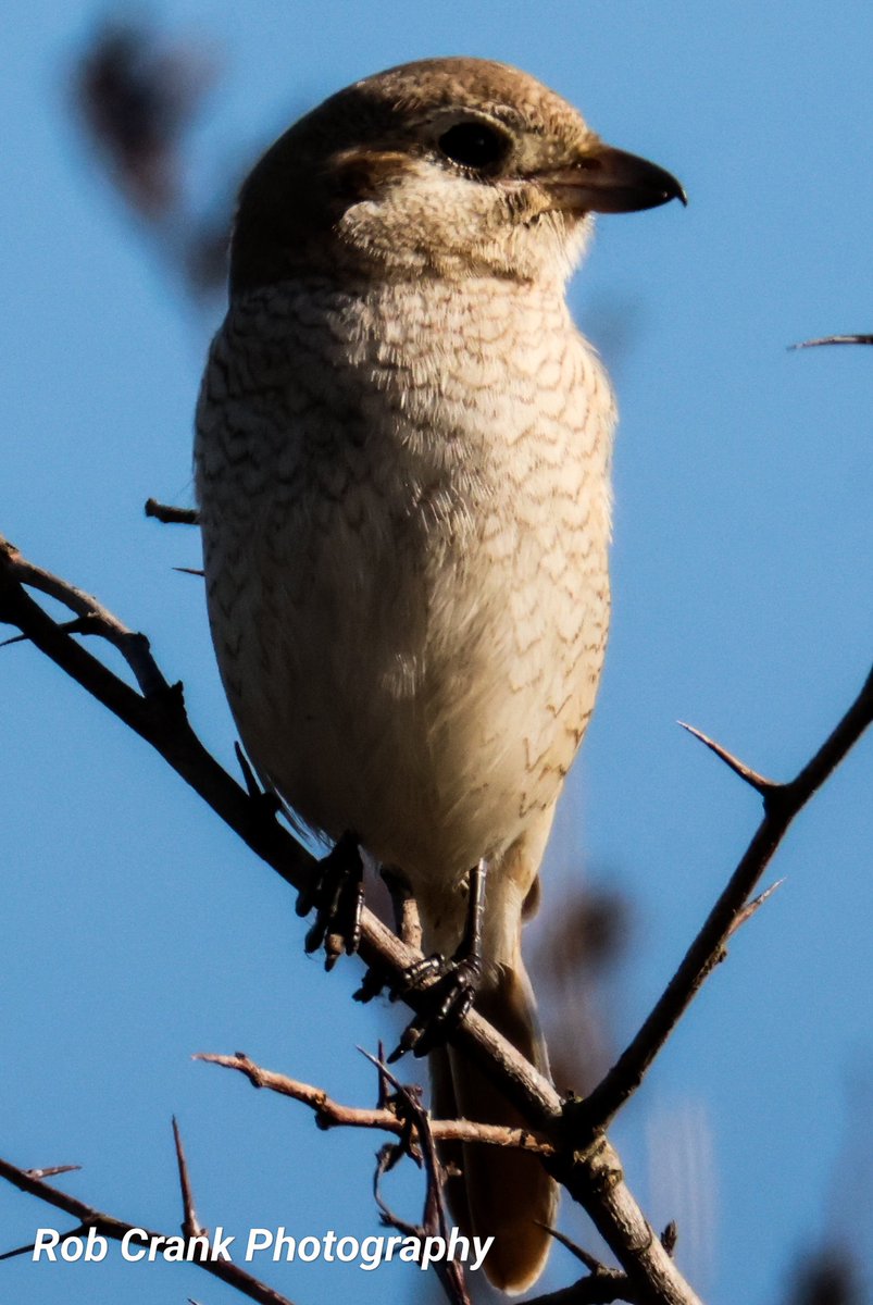 cranky1456's tweet photo. @TactfulThinker Not 100% sure on identification of this one captured @Bempton_Cliffs back in early October 2024, the talk at the time was Isabelline or Red Tailed but no one seemed to know. A poop sample was sent off but I never saw an outcome.
#TwitterNatureCommunity #NatureTherapy #Shrikes https://t.co/tfGw7V6mo6