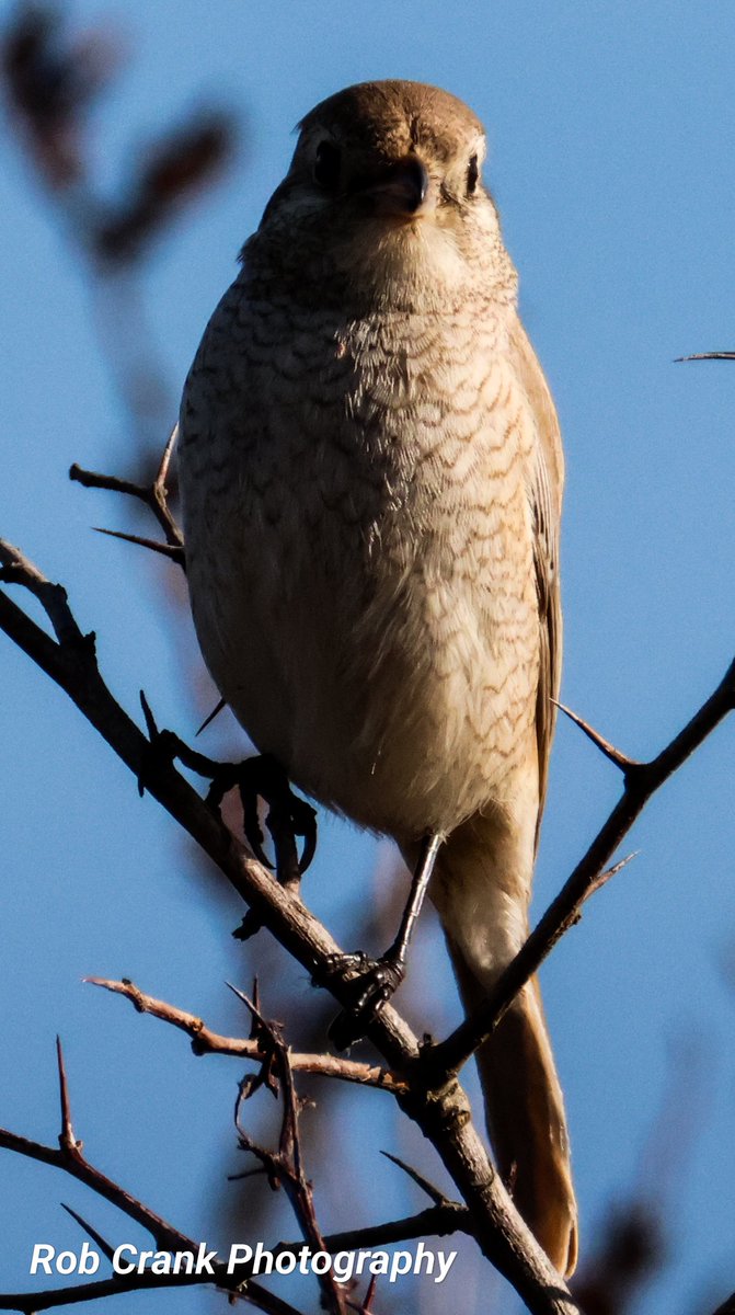 cranky1456's tweet photo. @TactfulThinker Not 100% sure on identification of this one captured @Bempton_Cliffs back in early October 2024, the talk at the time was Isabelline or Red Tailed but no one seemed to know. A poop sample was sent off but I never saw an outcome.
#TwitterNatureCommunity #NatureTherapy #Shrikes https://t.co/tfGw7V6mo6