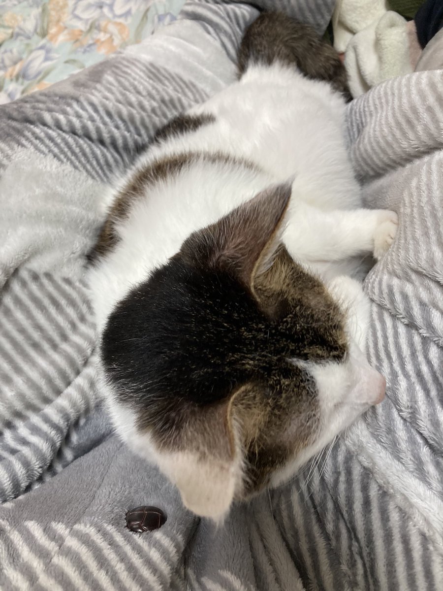 Fw4Yc's tweet photo. 本日のキャンドゥ、ロフト、無印購入品❗️
猫ちゃんクリップ買ってしまった……
うちの子が微妙にハチワレっぽいので🐈⬛
可愛い〜❣️
#購入品
#JITTOME https://t.co/hTHGqX2Cli