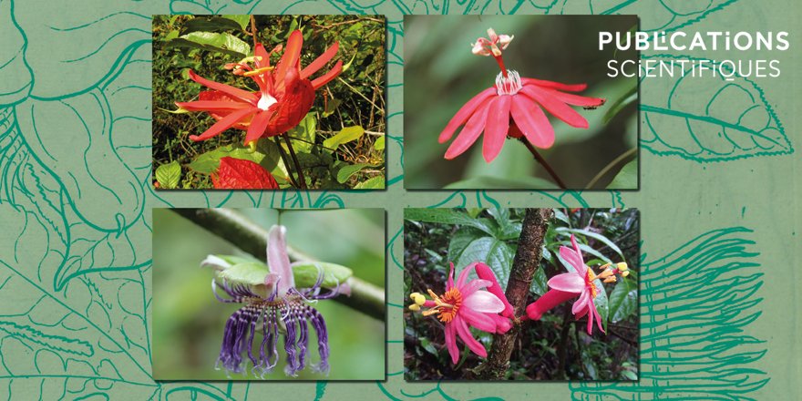 Publi_MNHN's tweet photo. [#Adansonia] A revised and annotated checklist of the genus Passiflora L. in French Guiana ⤵️

✒️ @romemaxime - John M. MACDOUGAL, Harlan T. SVOBODA &amp; Geo COPPENS d’EECKENBRUGGE
🔗 https://t.co/chux5e1P9F
#botany #flora #guiana #passifloraceae #lianas https://t.co/AsN3OPNUr8