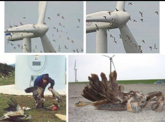 <a href="/jndkgrf/">Jan Dijkgraaf</a> Laura en <a href="/HabtamudeHoop/">Habtamu de Hoop</a> waar zijn de vogelnesten uit deze bomen gebleven ? 
En hoeveel dode vogels komen er door die Windmolens ?