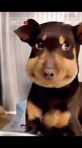 catgax's tweet photo. Woke up looking exactly like this this morning https://t.co/HPue8lu3Lb