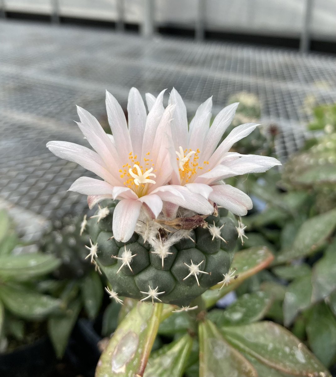keilittlemy1's tweet photo. ロホホロイデスとヘルナンデシーが咲いた🌸 https://t.co/K4Fhoy1aJ8