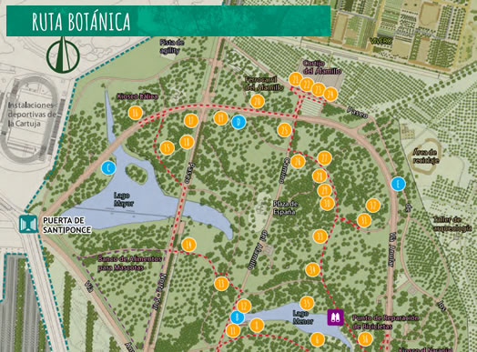 ParqueAlamillo's tweet image. Ven y disfruta de las rutas botánica del #ParqueAlamillo
Se pueden realizar en cualquier fecha del año sin guía, utilizando el plano del recorrido disponible para ello 
👉ow.ly/2BLP50MvU7m
@SevillaOcio @JuntaSevilla @AAVVSanJeronimo @FomentoAND