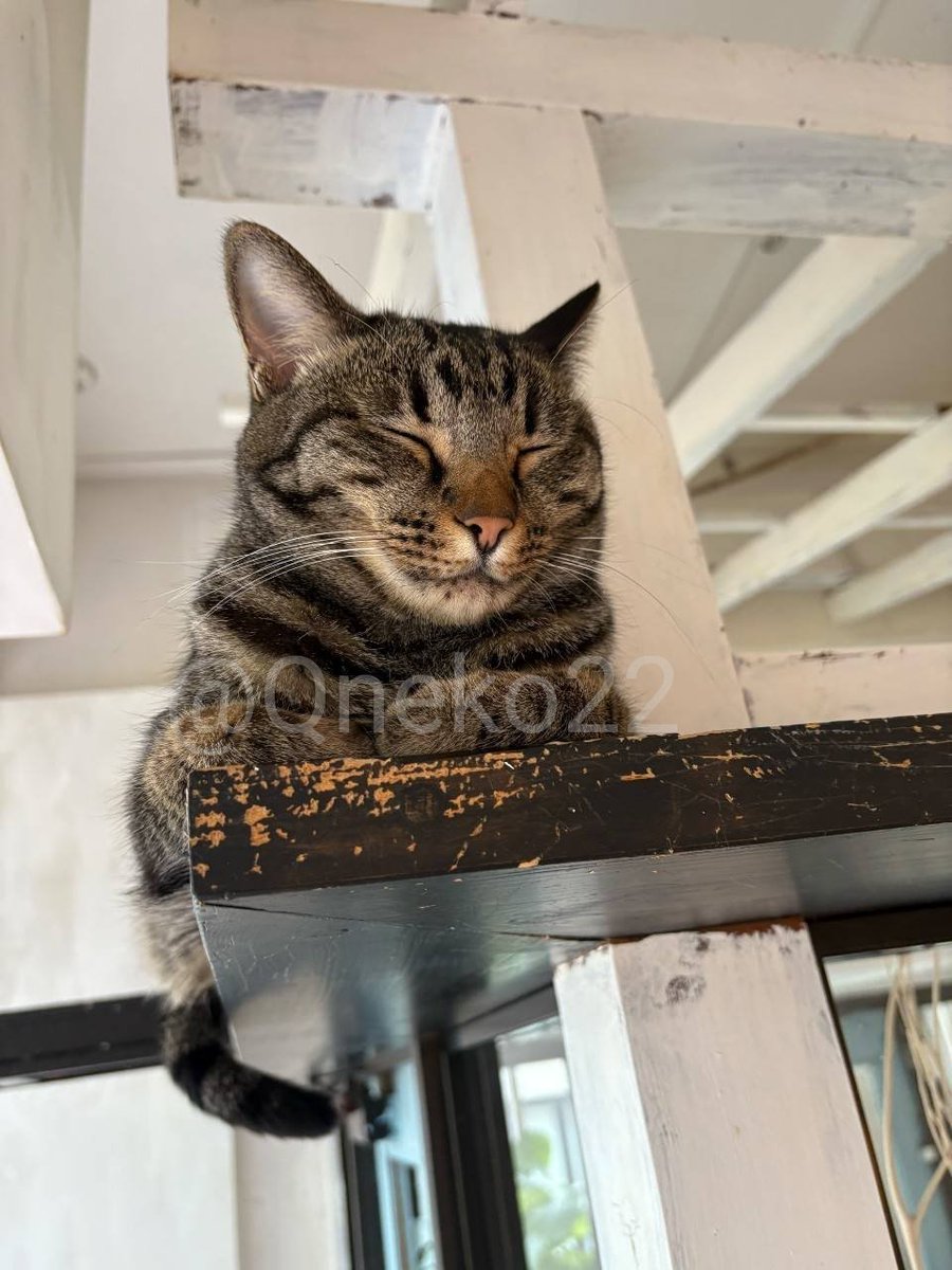 Qneko22's tweet photo. 12月の定例会では、「猫カフェキューリグ天神店」にお邪魔しました🐾
すっかり寒くなりましたが、猫ちゃんたちに癒されて心がぽかぽかになりました☺️
そして、年内の活動はこれが最後でした！今年もありがとうございました🙇🏻‍♀️
#九州大学ねこ部 #九州大学 #九大ねこ部 #猫カフェ #猫カフェキューリグ https://t.co/6OBzkyRtXs