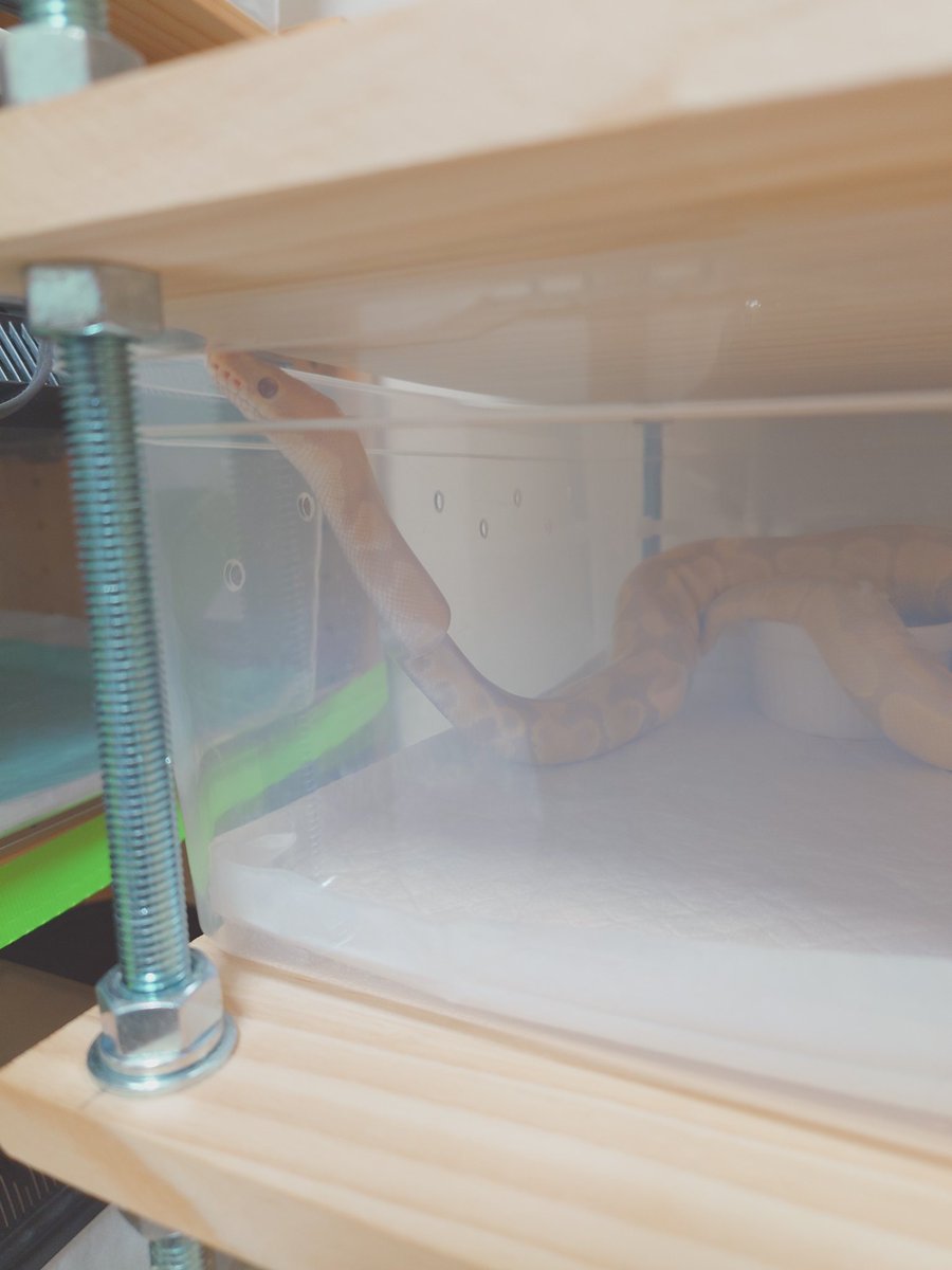 部屋に入ったときにテーブルの上に見覚えのあるボールがいるなぁと思ったら棚との微妙な隙間から脱走していたようで…
今は棚の中で配置を変えて脱走できない場所に移したけど、休みで家にいたタイミングでよかった(´；ω；｀)
脱走の名人というのは本当のようですた(´；ω；｀)