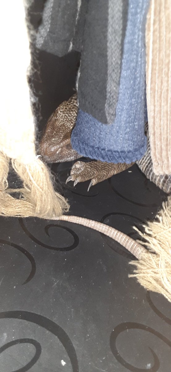 サバモニ🦎蕾

今日も相方の洋服入れで寝てます😪💤💤
なんでそこが好きなの❓️
尻尾だけチョロっと出てた

＃サバンナモニター
＃サバモニ