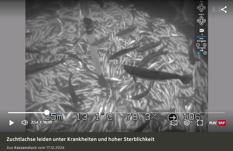 Don Staniford (@thegaaia) on Twitter photo Watch Swiss TV reporting on the welfare nightmare that is salmon farming in Scotland & Norway <a href="/SRF/">SRF</a> <a href="/srfnews/">SRF News</a>  srf.ch/sendungen/kass… Watch Swiss TV reporting on the welfare nightmare that is salmon farming in Scotland & Norway <a href="/SRF/">SRF</a> <a href="/srfnews/">SRF News</a>  srf.ch/sendungen/kass…