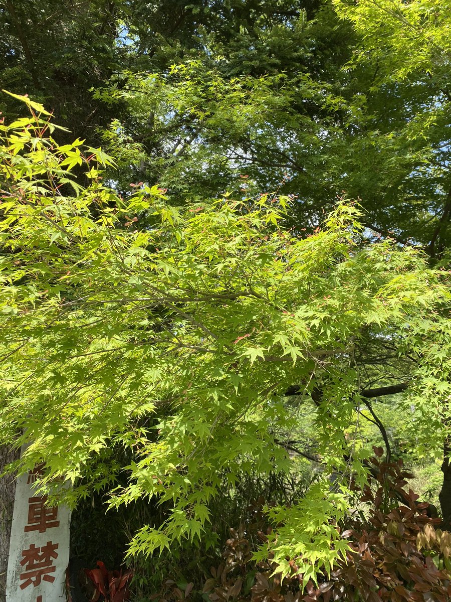 REALEN18's tweet photo. it's a beautiful trees. https://t.co/WFD7p09iN0