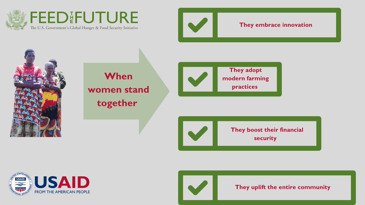 Women in Muhanga are growing more rice &amp; contributing to the local economy. With just 100 grams of improved seeds, gifted by the 🇺🇸 through <a href="/FeedtheFuture/">Feed the Future</a>, they are harvesting 20 kilograms of rice. See why others want to copy them: usaid.gov/burundi/news/d…
<a href="/IITA_CGIAR/">IITA</a> <a href="/iita_Bdi/">IITA Burundi</a>