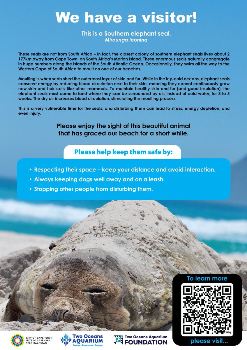 sapri_dsti's tweet photo. Enjoy seeing these beautiful animals on our shores, but please keep your distance and allow them to moult without disturbance🦭🙏

#SANAP | @dstigovza | @environmentza | @Antarcticlegacy | @Saeonews | @SANCORcommunity | @CityofCT | @2OceansAquarium https://t.co/q7mJApEyeS
