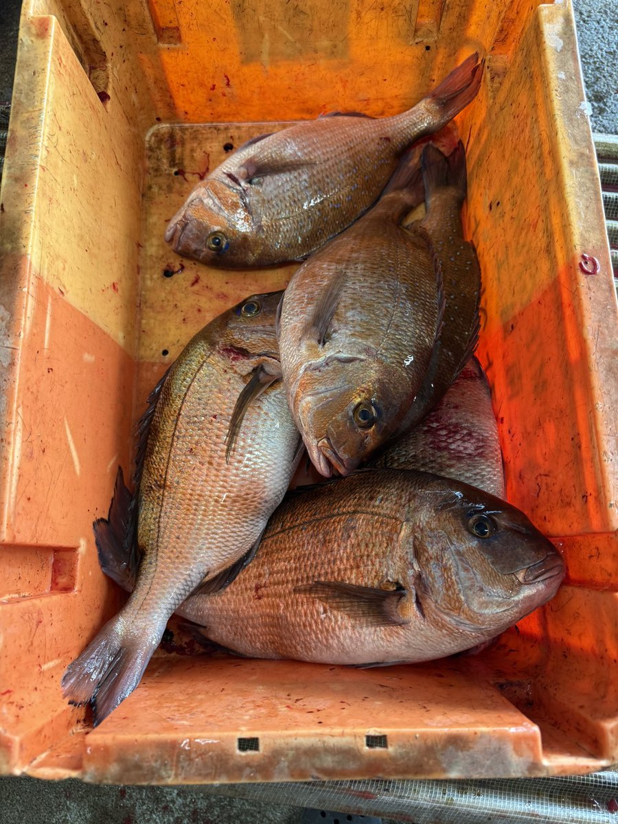 タイ釣ってきた