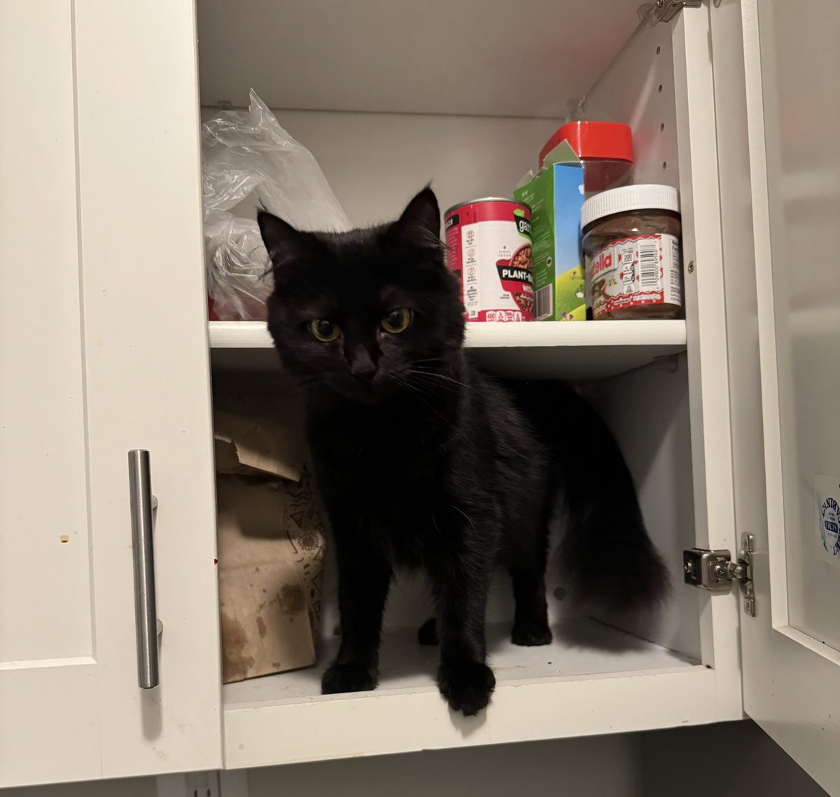 cultttleader's tweet photo. Would you believe this is a full grown cat? 😭😭😭 https://t.co/UcACYz79pO