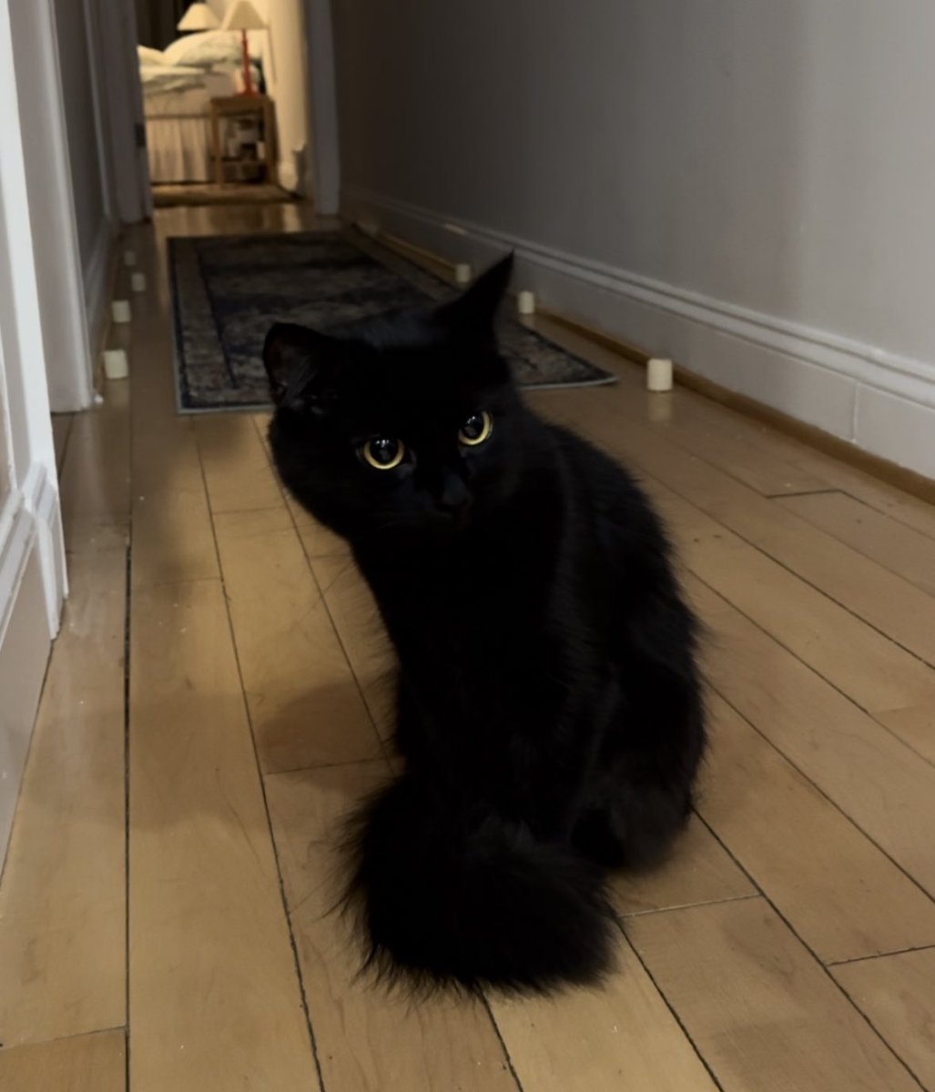 cultttleader's tweet photo. Would you believe this is a full grown cat? 😭😭😭 https://t.co/UcACYz79pO