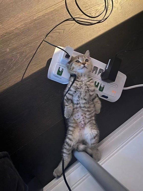 strange cat pictures tweet media