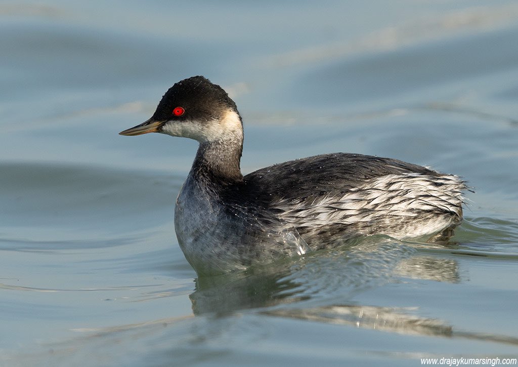 Draksphotos's tweet photo. Black-necked grebe, Bahrain. #BlackNeckedGrebe #earedgrebe #grebe #Wildlife #Bahrain https://t.co/11D3vHA250