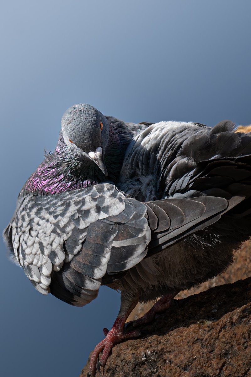 ぺーやん tweet media