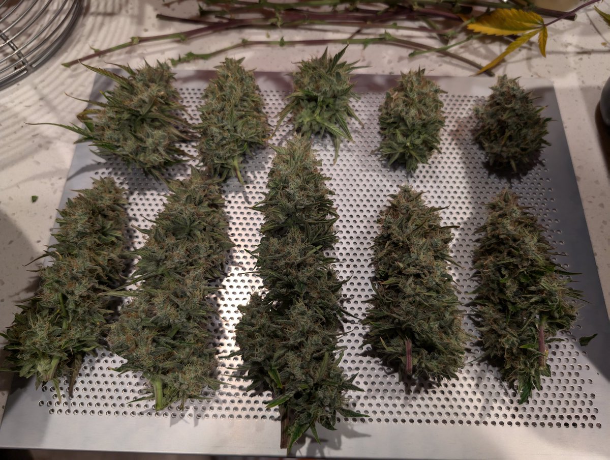 MNAutoflower's tweet photo. Mango smile x grape crinkle before it went for a spin in the new cannatrol. 

Total dry weight, 7.14oz

#weed #CannabisCommunity #HomeGrow #MinnesotaGrown #MinnesotaCannabis #Autoflowers #cannabis https://t.co/QCLEavBDzo