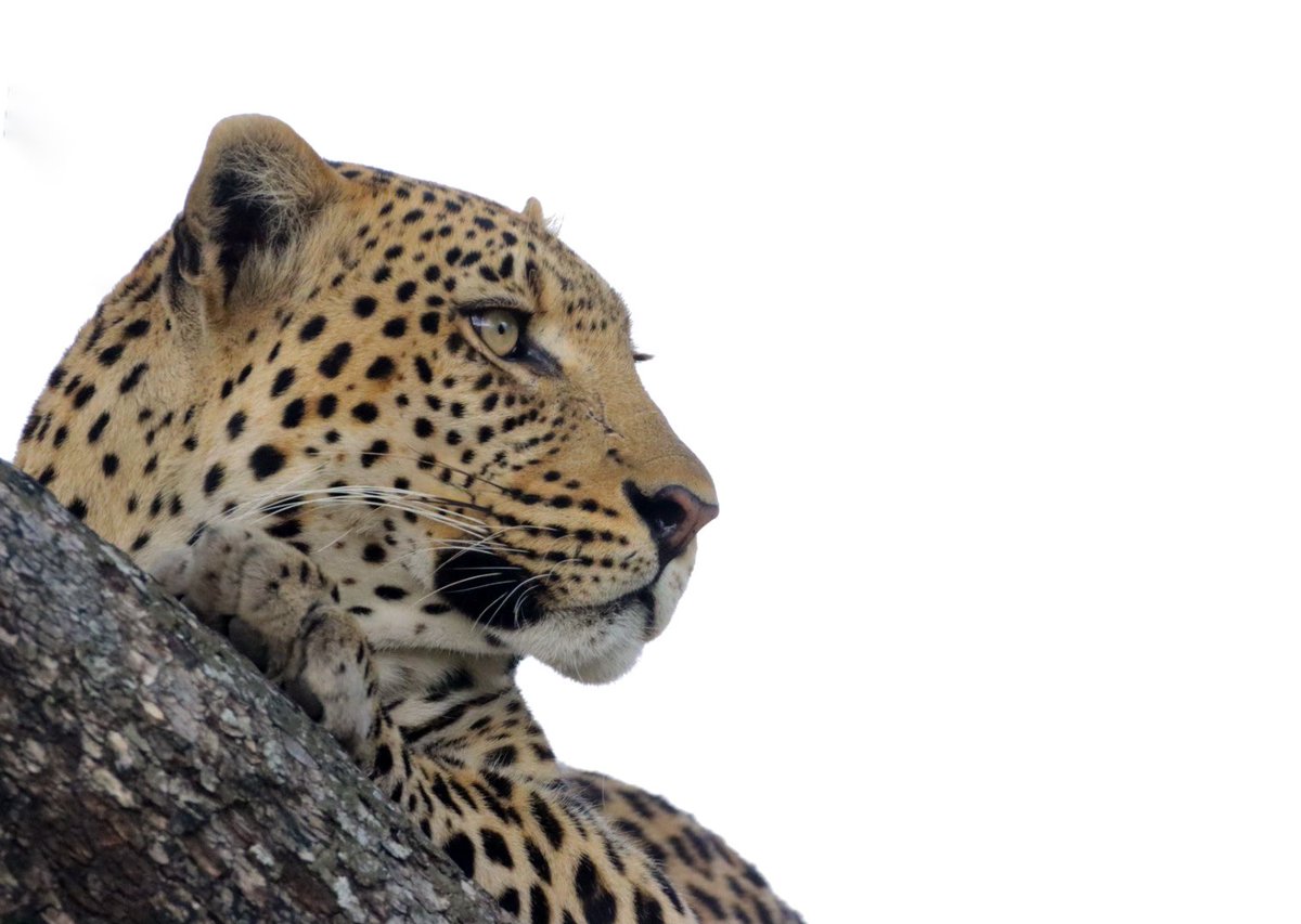 Elegance in the Okavango Delta 🐆

A stunning high-key portrait of a leopard, perfectly blending power and grace against the light. Captured at the iconic <a href="/XigeraLodge/">Xigera Safari Lodge</a> , where the wilderness of the Okavango Delta unveils its hidden treasures.

High-key photography highlights the