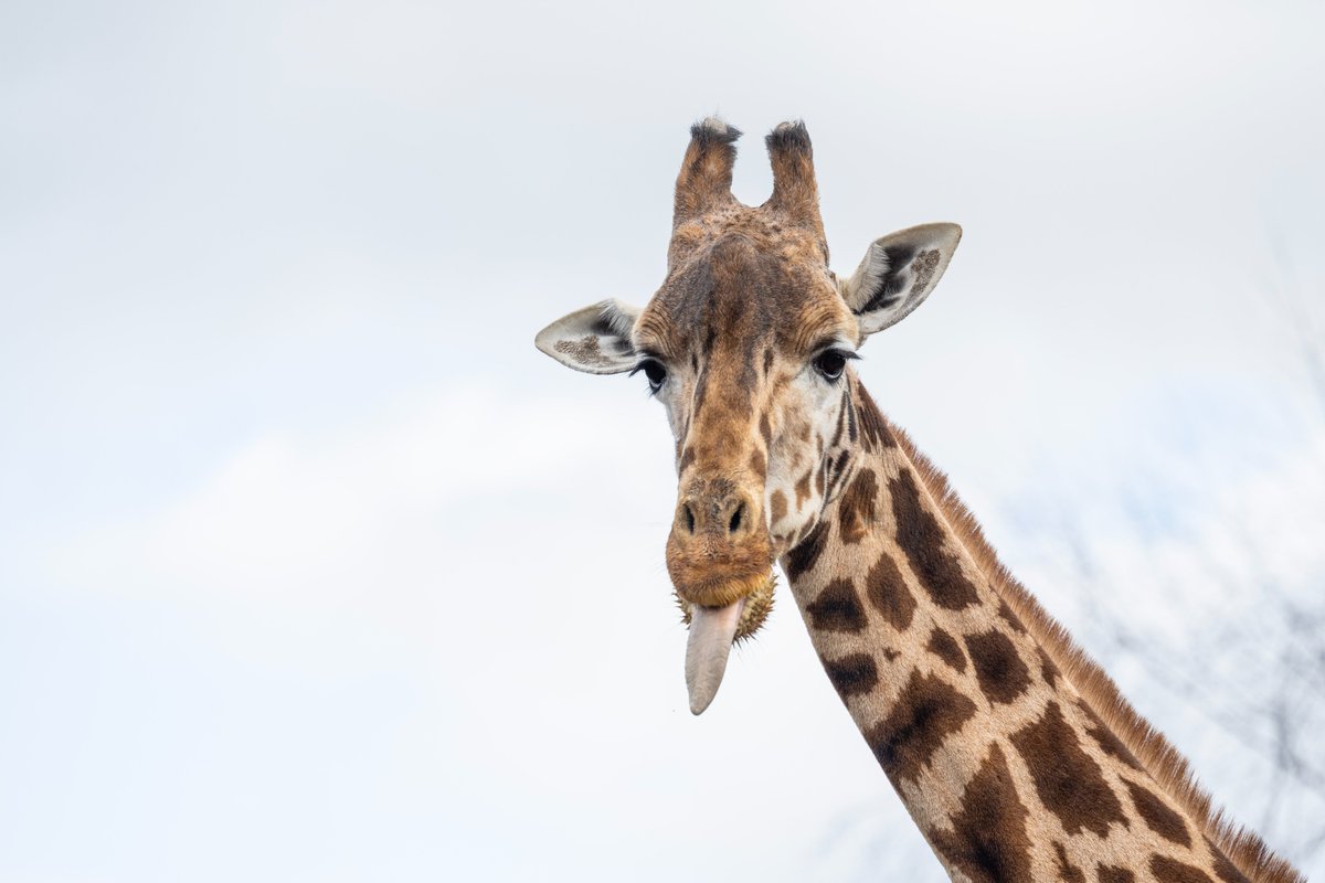 🎊 A BIG happy 22nd birthday to our wonderful giraffe, Strider! 🎊🦒

#WMSP #HappyBirthday